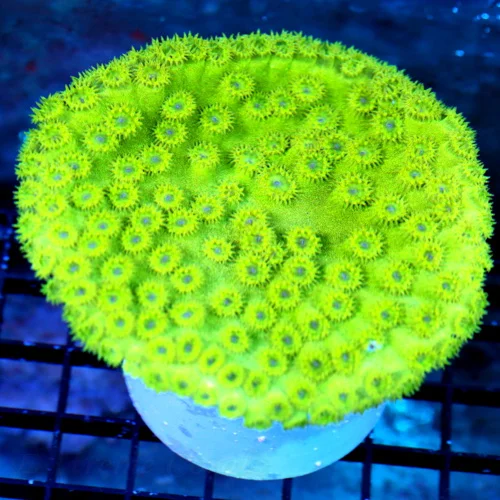 4.5x4 PAGODA-GLOW IN THE DARK NEON NEON GREEN PERFECT PAGODA CUP CORAL-GREAT SPECIMEN