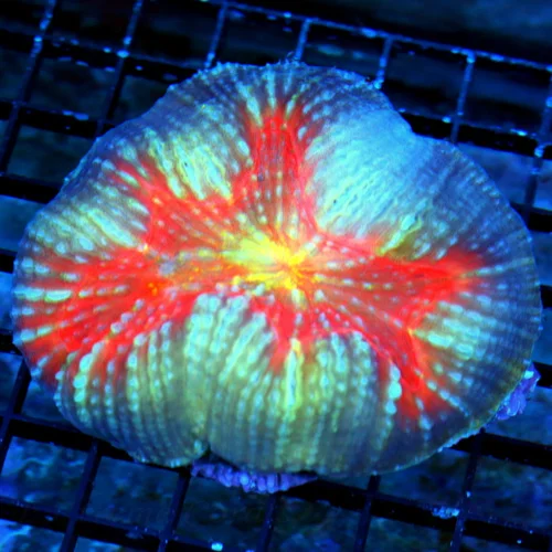 4.5X4 LOBOPHYLLIA-HANDPICKED BY SCOTT-I ABSOLUTELY LOVE LOVE THIS PIECE COLOR IS OUTRAGEOUS VERY RAR