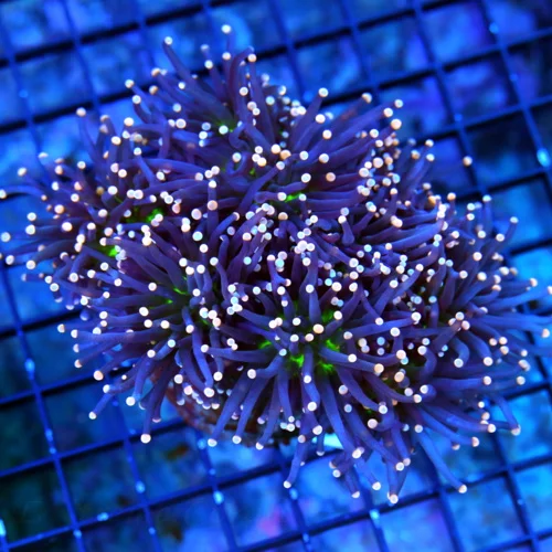 5.5x4 XXL ULTRA TORCH-GIAN NEON NEON GREEN CENTERED PINK TIPPED JOKER TORCH-COLLECTORS ITEM!!