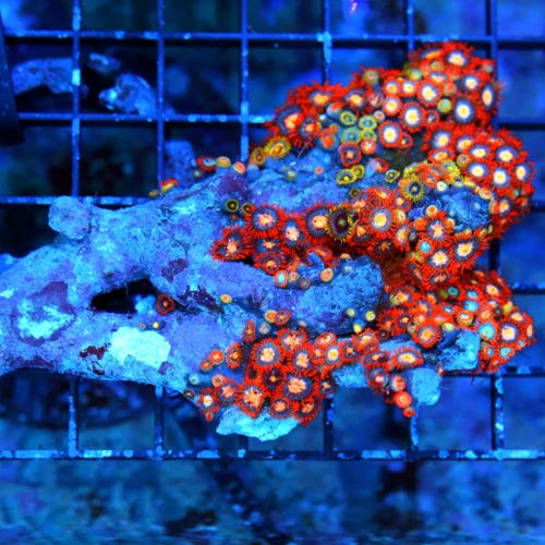 6x5 XL ZOANTHID-VERY RARE BRANCHING FINGER ROCK ULTRA GRADE GIANT MULTICOLORED HANDPICKED ZOANTHID