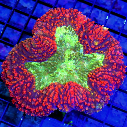 5X4.5 5X5 XL LOBOPHYLLIA-SUPER NICE MULTICOLRED RED BLUE TOXIC GREEN CARPET LOBOPHYLIA-COLOR IS VERY