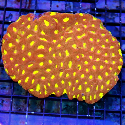 5.5X5 ULTRA FAVITES-OUTSTANDING NEON ORANGE RED YELLOW EYED ULTRA COLORED ULTRA GRADE FAVITES!