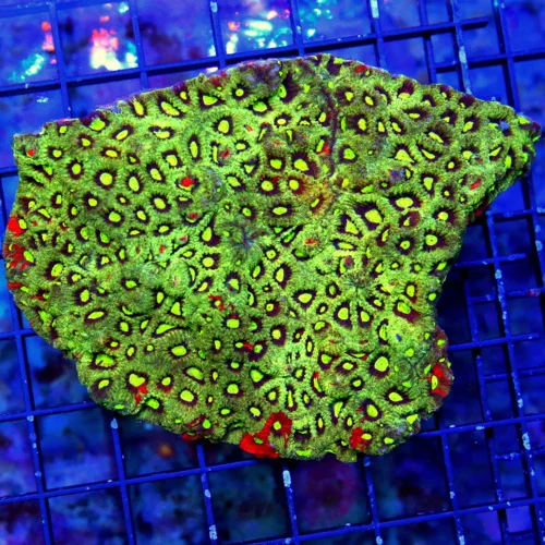 5X4.5 FAVITES-I HAVE NEVER SEEN THIS EXACT COLORED WAR CORAL FAVITES-THIS IS DEFIANTELY A COLLECTORS