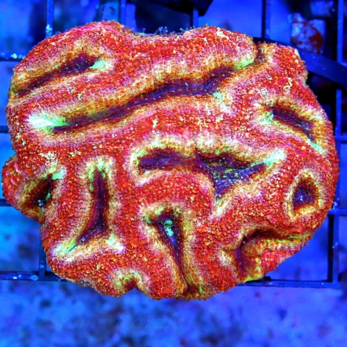 4.5X3.5 ACANTHASTREA BOWERBANKI-VERY VERY HARD TO GET ACANTHASTREA BOWERBANKI-COLOR IS VERY VERY UNI