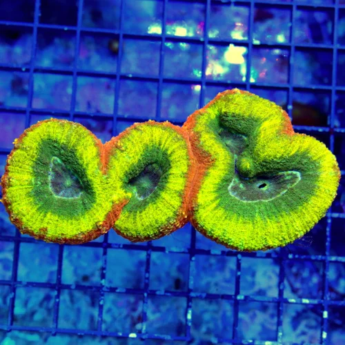 5.5" LOBOPHYLLIA-4 COLORED ULTRA GRADE ULTRA COLORED AWEOME AUSTRALIAN LOBOPHYLLIA