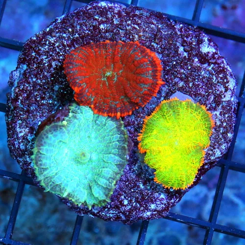 3" RHODACTIS MUSHROOM-3 DIFFERENT RHODACTIS MUSHROOMS ON ONE PLUG!!