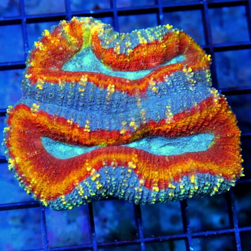 4X4 LOBOPHYLLIA-TRICOLORED ULTRA GRADE ULTRA COLORED VERY VERY NICE AUSTRALIAN LOBOPHYLLIA-THIS IS G