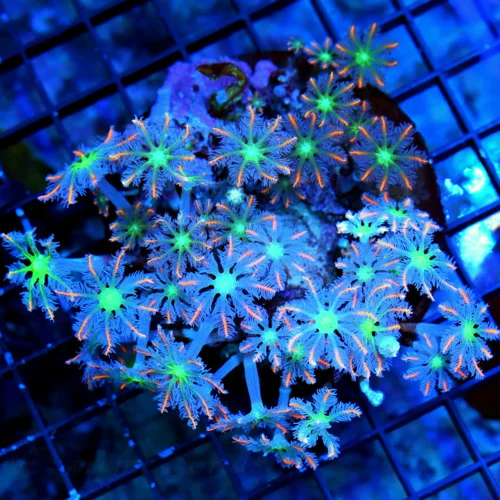 4.5X4 CLOVE POLYP-AWESOME VERY VERY HARD TO GET FIRECRACKER ORANGE STRIPED CLOVE POLYPS PERFECT SPEC