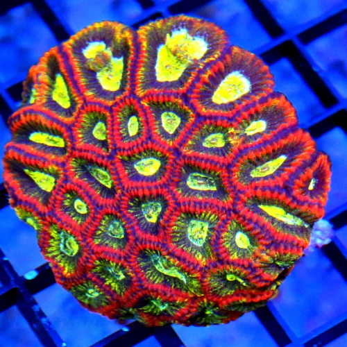 3" FAVITES-HANDPICKED BY SCOTT-ULTRA ULTRAA COLORED SHOWPIECE FAVITS-AWESOME COLOR!!