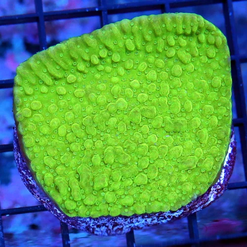 3" CYPHASTREA-BEAUTIFUL NEON GREEN CYPHASTREA-GREAT SIZE SHAPE AND COLOR