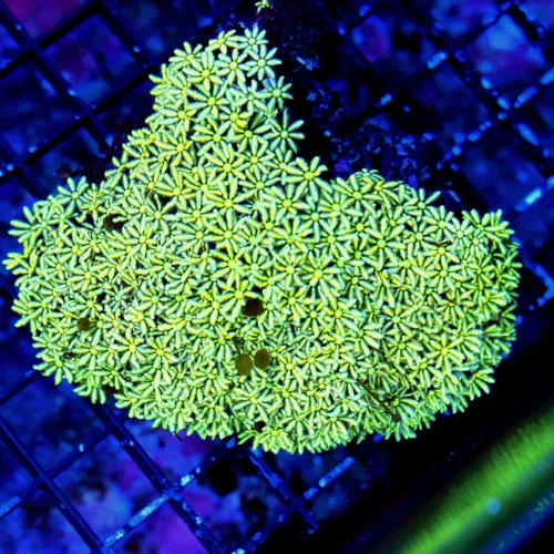 4.5X4 PIPE ORGAN-VERY VEYR HARD TO GET RARELY IMPORTED INTO HOBBY ULTRA COLORED YELLOW GREEN PIPE OR