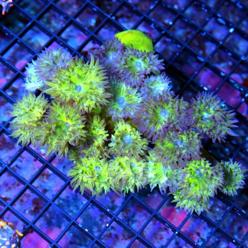 5.5X4 DUNCAN-LARGE NEON GREEN AND PURPLE VERY NICE SHAPED AND COLOR AUSTRALIAN DUNCANSAMNIA