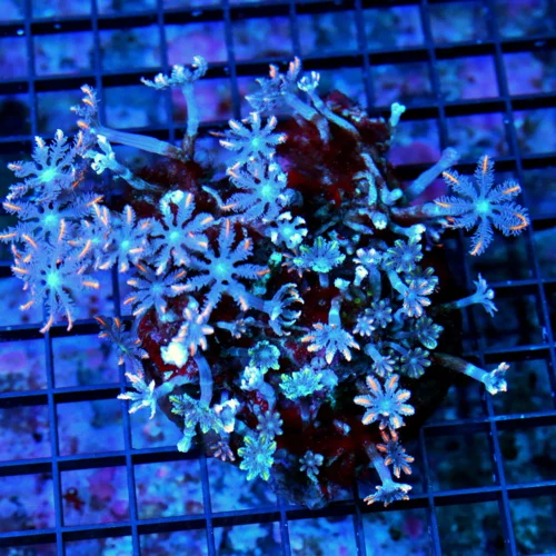 4.5X4.5 CLOVE POLYP-AWESOME VERY VERY HARD TO GET FIRECRACKER ORANGE STRIPED CLOVE POLYPS PERFECT SP