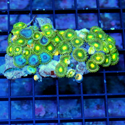3.5" ZOANTHID-VERY VERY VERY HARD TO GET AUSTRALIAN ULTRA GRADE SHOWPIECE ZOANTHID COLONY