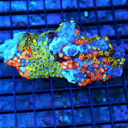 5" XL ZOANTHID-VERY RARE BRANCHING FINGER ROCK ULTRA GRADE GIANT MULTICOLORED HANDPICKED ZOANTHID