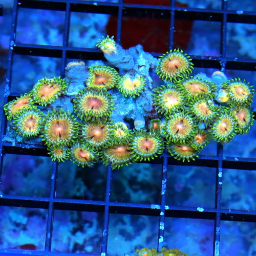 3.5" ZOANTHID-VERY VERY VERY HARD TO GET AUSTRALIAN ULTRA GRADE SHOWPIECE ZOANTHID COLONY