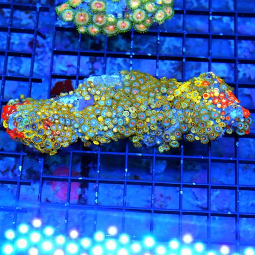 6" XL ZOANTHID-VERY RARE BRANCHING FINGER ROCK ULTRA GRADE GIANT MULTICOLORED HANDPICKED ZOANTHID