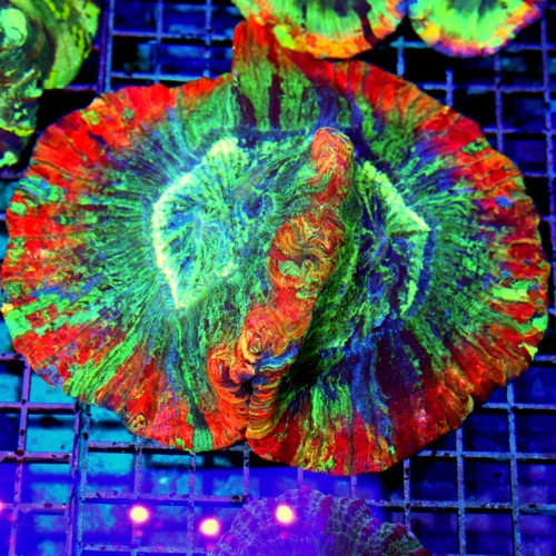 7x5.5 WELLSOPHYLLIA CORAL - ULTRA COLORED ULTRA GRADE RAINBOW WELLSOPHYLLIA CORAL