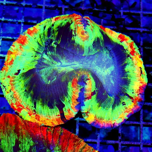 5.5x5.5 GIANT WELLSOPHYLLIA CORAL - ULTRA ULTRA GRADE WELLSOPHYLLIA RAINBOW CORAL