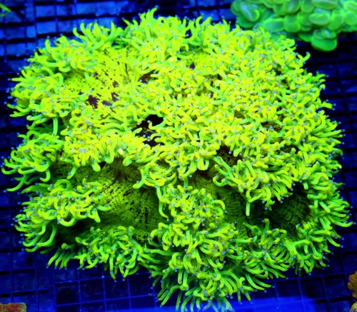 12X12 GIANT ELEGANCE-HANPICKED BY SCOTT-SUPER ULTRA GIANT HIGHLIGHTER YELLOW SUPER BLUE TIPPED CENTE