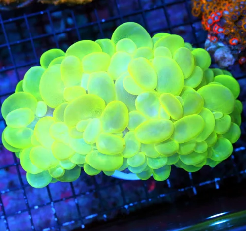 7.5X5 GIANT BUBBLE-GLOW IN THE DARK NEON NEON LEMONLIME YELLOW ULTRA COLORED BUBBLE-AWESOME!!