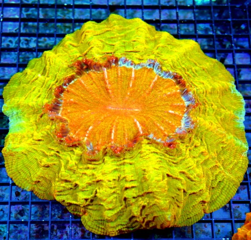 10X10 ACANTHOPHYLLIA-HANDPICKED BY SCOTT-THIS IS A INSANE COLOR!! WOULD BE INCREDIBLE IN ANYONES TAN