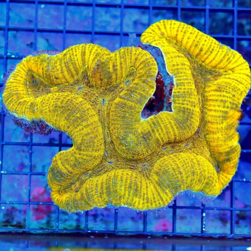 7.5X7 XL LOBOPHYLLIA VERY VERY VERY RARE COLORED ULTRA GRADE LOBOPHYLLIA-HAVE NOT HAD ONE LIKE THIS 