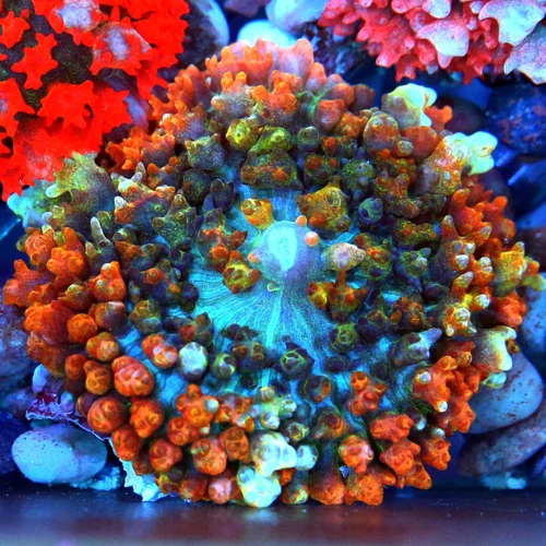 3" SAINT THOMAS RHODACTIS MUSHROOM CORAL - ONLY GET A FEW OF THESE A YEAR!