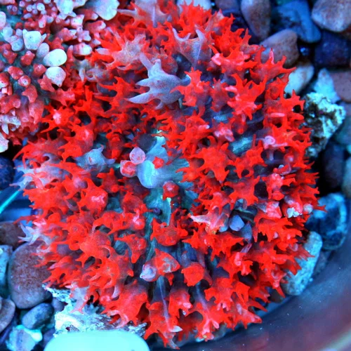 3" SAINT THOMAS RHODACTIS MUSHROOM CORAL - ONLY GET A FEW OF THESE A YEAR!