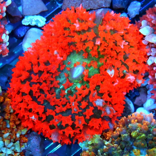 3" SAINT THOMAS RHODACTIS MUSHROOM CORAL - ONLY GET A FEW OF THESE A YEAR!