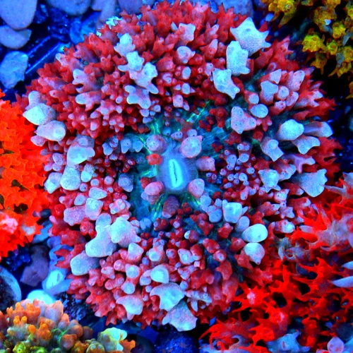 3" SAINT THOMAS RHODACTIS MUSHROOM CORAL - ONLY GET A FEW OF THESE A YEAR!