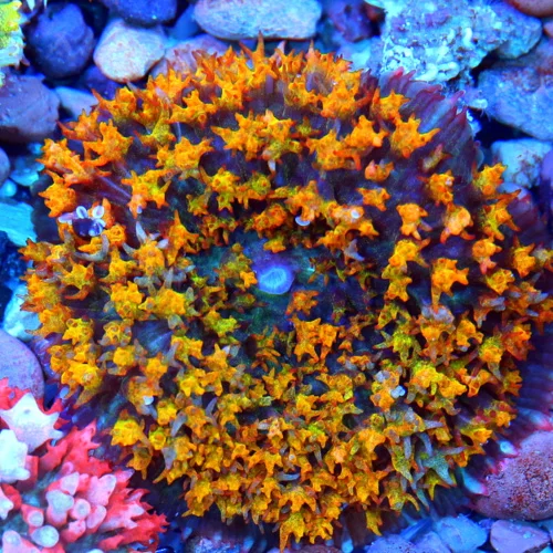 3" SAINT THOMAS RHODACTIS MUSHROOM CORAL - ONLY GET A FEW OF THESE A YEAR!