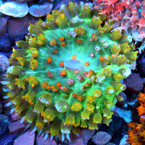 3" SAINT THOMAS RHODACTIS MUSHROOM CORAL - ONLY GET A FEW OF THESE A YEAR!