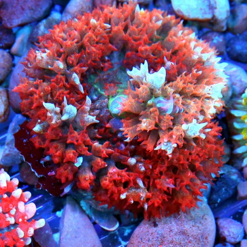 3" SAINT THOMAS RHODACTIS MUSHROOM CORAL - ONLY GET A FEW OF THESE A YEAR!