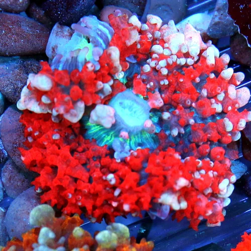 3" SAINT THOMAS RHODACTIS MUSHROOM CORAL - ONLY GET A FEW OF THESE A YEAR!