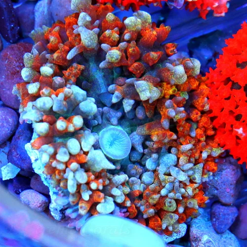 3" SAINT THOMAS RHODACTIS MUSHROOM CORAL - ONLY GET A FEW OF THESE A YEAR!