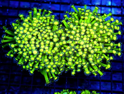 7.5x6 GIANT GONIPORA-HANDPICKED BY SCOTT ULTRA ULTRA GRADE ULTIMATE SHOWPIECE GONIOPORA