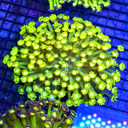 7X7 GIANT GONIPORA-HANDPICKED BY SCOTT ULTRA ULTRA GRADE ULTIMATE SHOWPIECE GONIOPORA