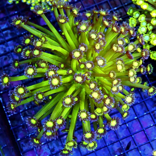 7X7 GIANT GONIPORA-HANDPICKED BY SCOTT ULTRA ULTRA GRADE ULTIMATE SHOWPIECE GONIOPORA