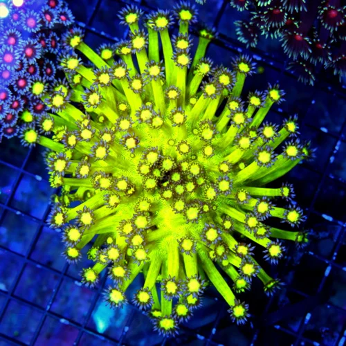 5X5 XL GONIPORA-HANDPICKED BY SCOTT ULTRA ULTRA GRADE ULTIMATE SHOWPIECE GONIOPORA