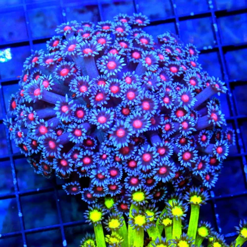 4.5X4.5 LARGE GONIPORA-HANDPICKED BY SCOTT ULTRA ULTRA GRADE ULTIMATE SHOWPIECE GONIOPORA