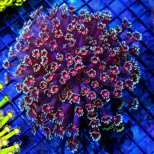 6X5 XLARGE GONIPORA-HANDPICKED BY SCOTT ULTRA ULTRA GRADE ULTIMATE SHOWPIECE GONIOPORA