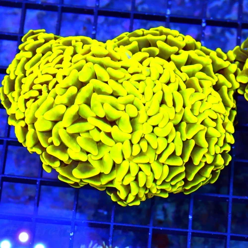 5X4 BRANCHING HAMMER-ULTRA HIGHLIGHTER YELLOW MULTIHEADED ULTRA COLORED SCRAMING YELLOW HAMMER