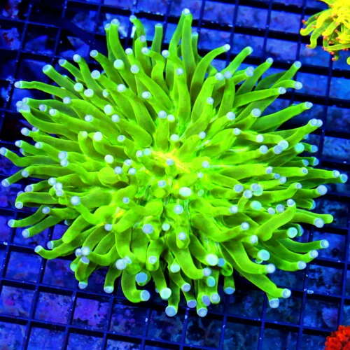 6X6 XL LONG TENTACLED PLATE CORAL-SCREAMING NEON GLOWING GREEN BLUE TIPPED LONG TENTACLED PLATE