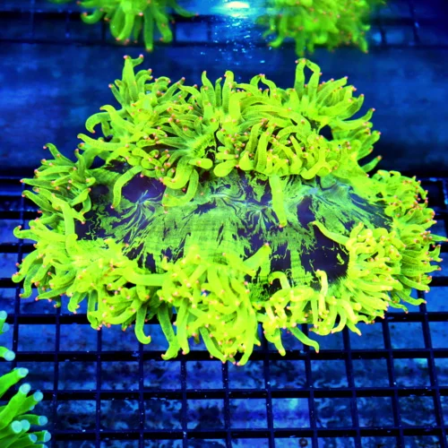 8X7 ELEGANCE-HANPICKED BY SCOTT-SUPER ULTRA GIANT HIGHLIGHTER YELLOW SUPER PINK TIPPED CENTERPIECE E