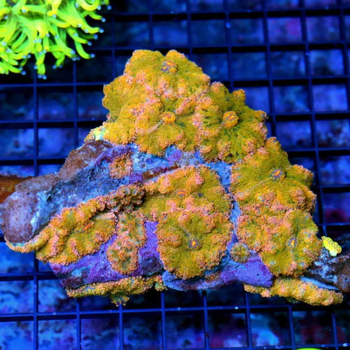 6.5X5.5 GIANT ULTRA RICORDIA YUMA COLONY-VERY NICEST RICORDIA YUMA I HAVE SEEN IN YEAR!! BOOK QUALIT