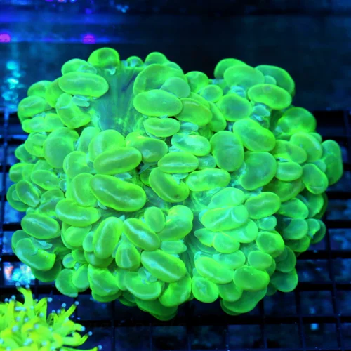7X7 GIANT BUBBLE-CENTERPIECE OF ANYONES TANK GIANT ULTRA NEON GREEN SHOPWICE BUBBLE CORAL