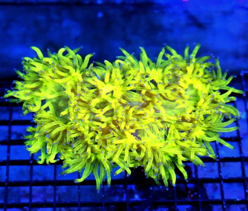 7X5 XL ELEGANCE-HANPICKED BY SCOTT-SUPER ULTRA GIANT HIGHLIGHTER YELLOW SUPER BLUE TIPPED CENTERPIEC