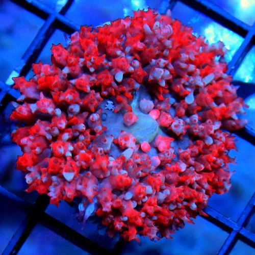 3" SAINT THOMAS RHODACTIS MUSHROOM CORAL - ONLY GET A FEW OF THESE A YEAR!