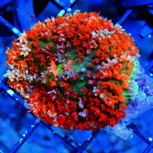 3" SAINT THOMAS RHODACTIS MUSHROOM CORAL - ONLY GET A FEW OF THESE A YEAR!